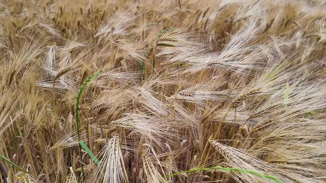 gros plan montrant des &eacute;pis de bl&eacute; dans un champs, bougeant avec le vent