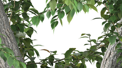 Fototapeta premium Tropical tree leaves and branch foreground and background 