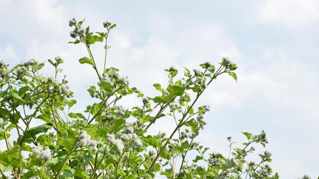 Burdock plant, green leaves, grey burrs, bright sky background