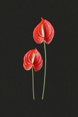 Fototapeta premium Elegant red anthurium flowers on black background, vintage illustration poster