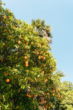 orange tree with leafes