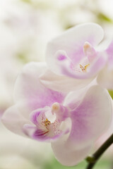 Obraz premium Phalaenopsis Orchid Yushan Snow Lip 'Snow Fairy'. Inflorescence with Freshly Opened Light Pink and White Flowers