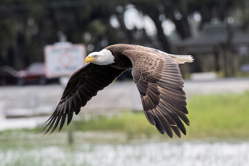 Fototapeta premium American bald eagle in flight