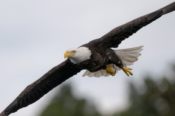 Fototapeta premium bald eagle in flight
