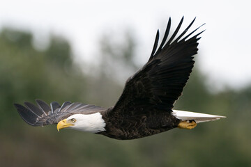 American bald eagle in flight © John