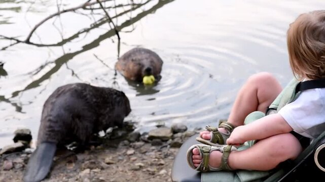 Toddler boy watching wild beaver eating apple while another enters river