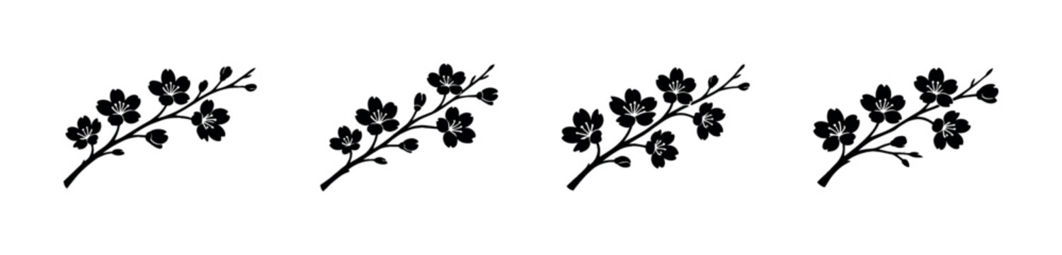 Delicate black cherry blossom branches with buds and flowers on a white background