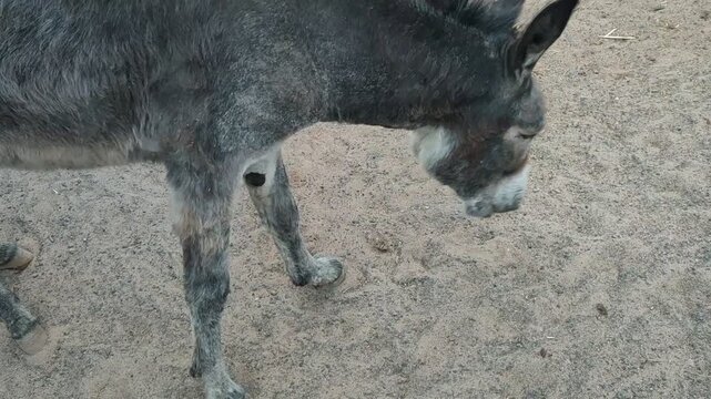 Gray donkey raising head in a sandy paddock