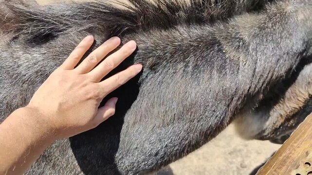 Person petting a calm donkey's fur at a farm