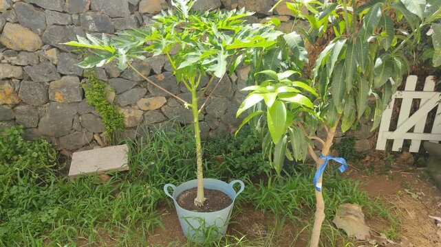 Cultivating papaya and mango trees in a sunny lush garden