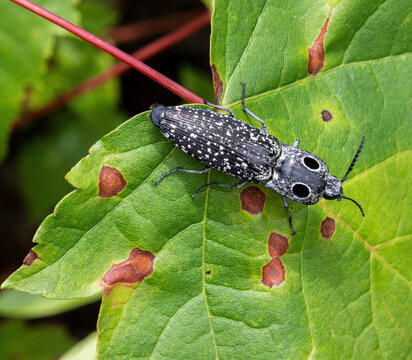 eastern eyed click beetle with antennae legs fake eyes predator deterrence Alaus oculatus on spotted green leaf