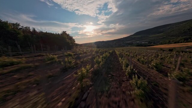 The FPV drone flies over the vineyard between the beds of vines against the background of the sun shining through a cloud over a slope of green hills. High quality 4k footage