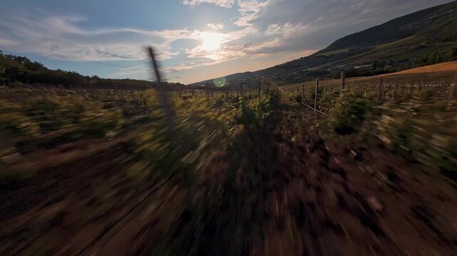 The FPV drone flies over the vineyard between the beds of vines against the background of the sun shining through a cloud over a slope of green hills. High quality 4k footage