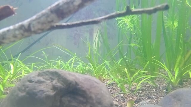 Clear Water Flowing Over River Rocks with Sunlight Reflection and Aquatic Plants