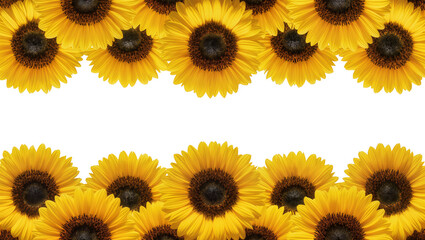 Isolated bright yellow sunflowers with dark centers arranged top and bottom frame © Aoife
