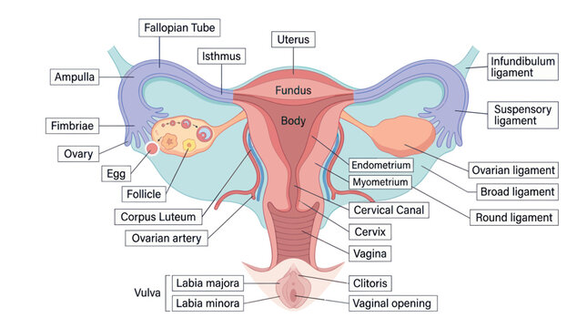 Female Reproductive System Anatomy Diagram: Uterus, Ovaries, Fallopian Tubes