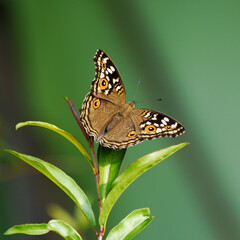 Lemon Pansy © Rideep