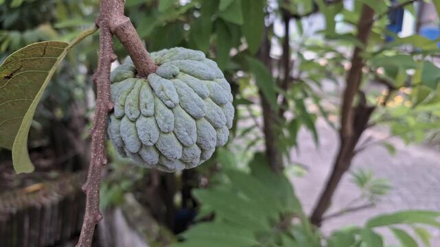close-up shot focuses on a green sugar apple (Annona squamosa) hanging from a thin brown branch. The fruit's bumpy, textured skin, composed of scale-like segments, is highly detailed.