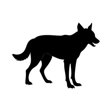 dingo icon silhouette illustration for wildlife and nature design
