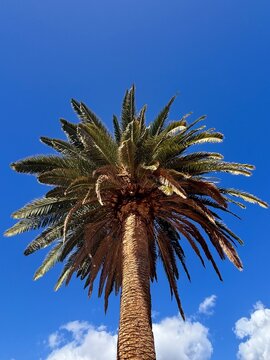 kanarische Dattelpalme vor blauem Himmel, Phoenix canariensis