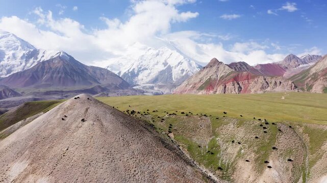 Incredible 4K drone footage of vast mountain valley surrounded by lush green hills deep in Pamir Mountains with majestic Lenin Peak 7134m, Kyrgyzstan, Central Asia, yaks herd grazing on meadows.
