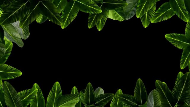 Panning shot of tropical banana leaves slowly shifting to reveal black seamless background with green foliage border in studio horizontal move