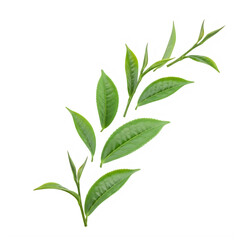 Fototapeta premium A delicate branch adorned with fresh green leaves and small buds