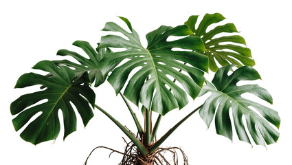 Isolated exotic large green monstera deliciosa plant with lush split leaves and exposed roots © Aoife