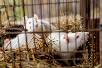 Obraz premium White rats with red eyes in cage, pet mouse rodents sitting in dry grass hay