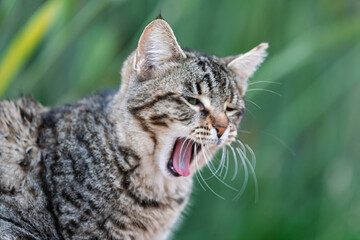 Hauskatze (Felis silvestris catus) © AnnaReinert