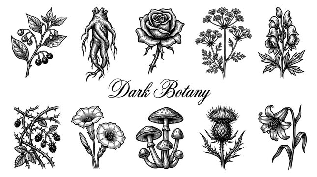 Dark Botany Vintage Engraving Vector Illustration Set Featuring Mandrake Root, Poisonous Flowers, Thistle, and Wild Mushrooms in Gothic Style