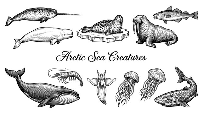 Vintage Engraved Collection of Arctic Sea Creatures and Marine Life Icons Isolated on White Background