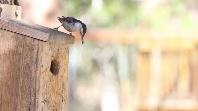 White-breasted nuthatch (Sitta carolinensis) delivers food to its chick in a backyard nest box, then departs. Slow motion parental feeding behavior.