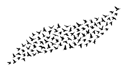 Fototapeta premium Dynamic Formation of Flying Birds in V Shape Pattern.