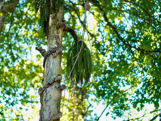 Fototapeta premium Large bunches of raw Caryota mitis palm berries hanging downward from a slender tree trunk amidst lush green foliage