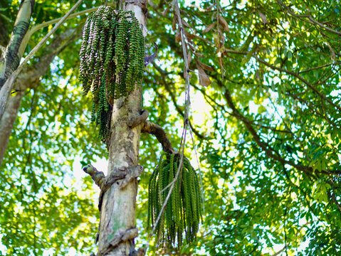 ⁠Natural shot of wild green palm fruits hanging in clusters on a tree stem inside a dense jungle during daytime