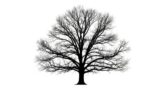 Bare Tree Silhouette Against White Background.