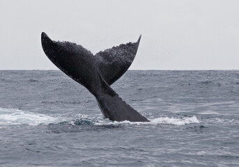 Naklejka premium Whale photo, Ocean Photo Artistic photography