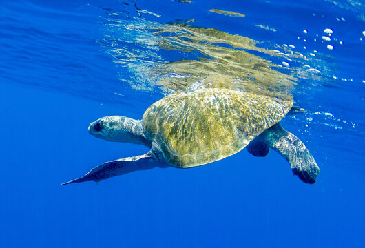 Turtle photo, Ocean Photo Artistic photography