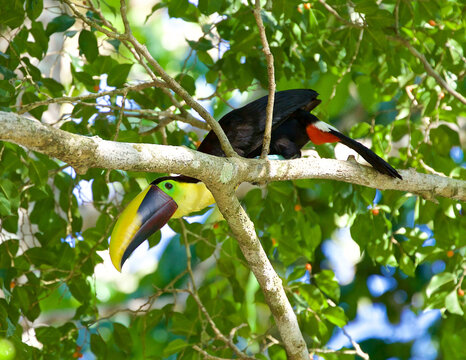 Tucan photo, Wild Photo Artistic photography