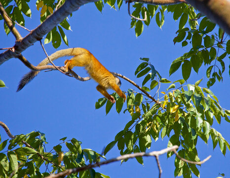 Monkey photo, Ocean Photo Artistic photography