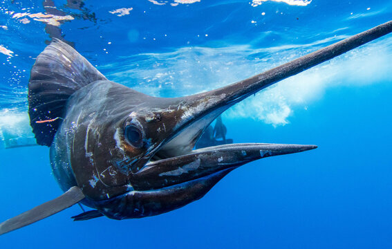 Fish photo, Ocean Photo Artistic photography