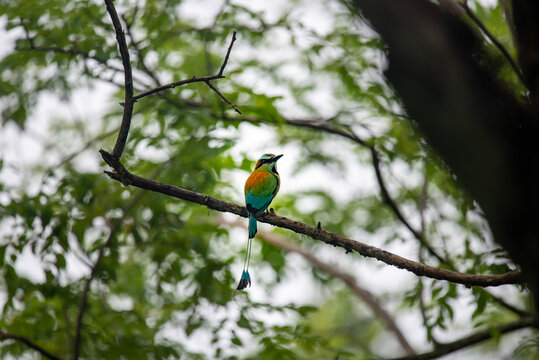 Bird photo, Artistic photography, wild photos