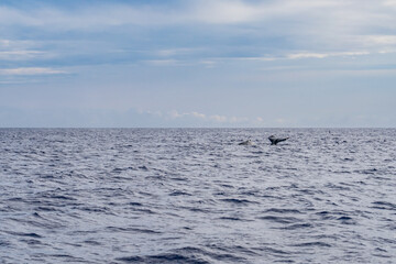 Fototapeta premium Kauai County, Hawaii. Niihau、 Lehua Crater and Napali Coast Boat Tour. Pacific Ocean. The humpback whale (Megaptera novaeangliae) is a species of baleen whale.