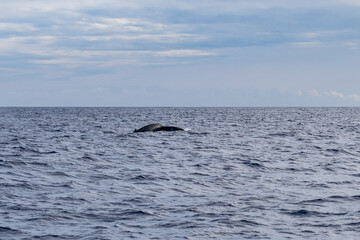 Fototapeta premium Kauai County, Hawaii. Niihau、 Lehua Crater and Napali Coast Boat Tour. Pacific Ocean. The humpback whale (Megaptera novaeangliae) is a species of baleen whale.