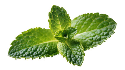 Isolated vibrant green fresh aromatic mint leaves sprig, healthy culinary herb for recipes. © Ioana