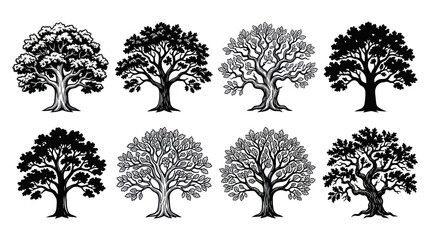Obraz premium Set of Oak Trees, Silhouette and Outline Illustrations