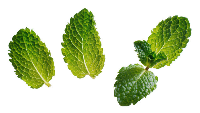 Isolated fresh green mint leaves and a sprig, aromatic garden herb for cooking and cocktails
