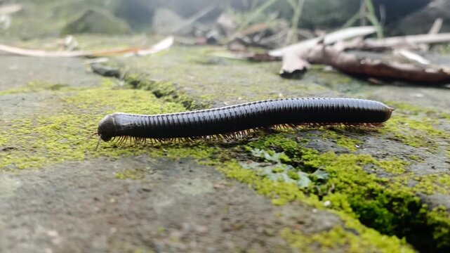 Side view of a giant black millipede crawling slowly over mossy rocks in a tropical garden. Detailed macro shot of the arthropod's legs and segmented body moving in a rhythmic wave.