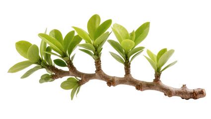 Fototapeta premium Isolated branch with fresh green leaves emerging from brown woody stem, new plant growth.